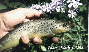 breast cyst proven with trout